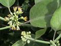 Cork Swallow-Wort